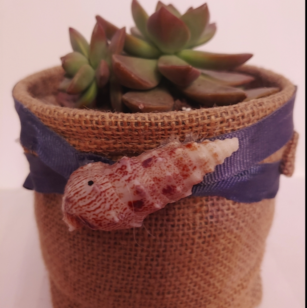 Extra Large Graptopetalum Reproducing Succulent